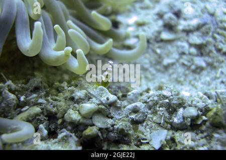 Anemone Shrimp on the ground in the filipino sea December 16, 2010 Stock Photo