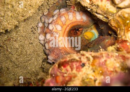 Octopus on the ground in the filipino sea December 25, 2011 Stock Photo