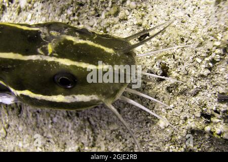 Unknown Fish on the ground in the filipino sea December 22, 2010 Stock Photo