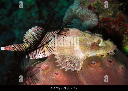 Tasseled Scorpionfish (Scorpaenopsis Oxycephala) is swimming in the filipino sea December 8, 2011 Stock Photo