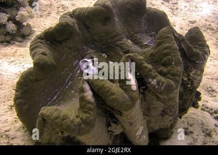 Giant Clam on the bottom in the filipino sea December 16, 2010 Stock Photo