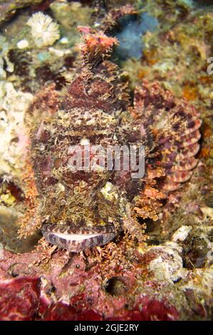 Tasseled Scorpionfish (Scorpaenopsis Oxycephala) is swimming in the filipino sea January 1, 2012 Stock Photo