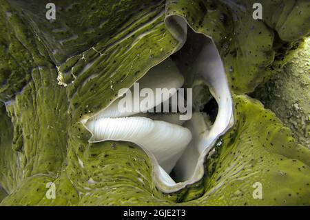 Giant Clam on the bottom in the filipino sea December 16, 2010 Stock Photo