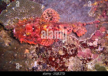 Tasseled Scorpionfish (Scorpaenopsis Oxycephala) is swimming in the filipino sea December 20, 2011 Stock Photo