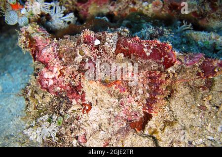 Tasseled Scorpionfish (Scorpaenopsis Oxycephala) is swimming in the filipino sea December 18, 2011 Stock Photo