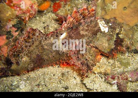 Tasseled Scorpionfish (Scorpaenopsis Oxycephala) is swimming in the filipino sea December 31, 2010 Stock Photo