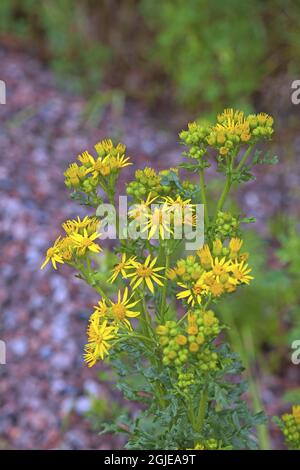 COMMON RAGWORT Senecio jacobaea Photo :Tony Gale Stock Photo - Alamy