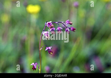 Alpine Meadow-rue (Thalictrum alpinum) Photo: Bengt Ekman / TT / code 2706  Stock Photo