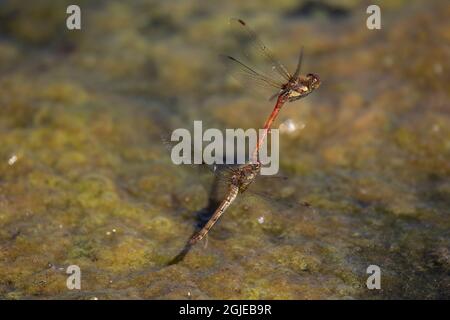 Common darter dragonflies laying eggs Stock Photo