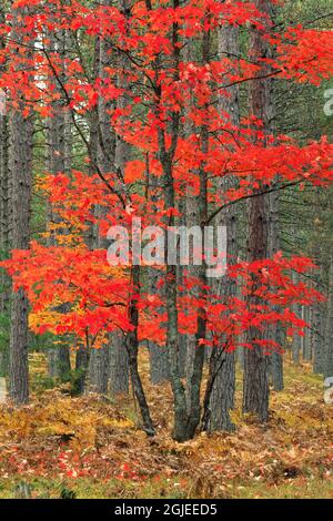 Red maple leaves in autumn and pine tree trunks, Hiawatha National Forest, Upper Peninsula of Michigan Stock Photo