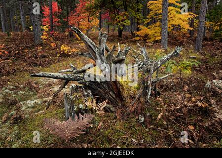 Overturned roots of tree and fall colors, Hiawatha National Forest ...