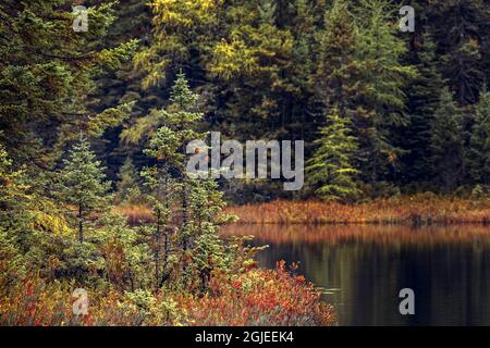 Shoreline of small pond in autumn, Upper Peninsula of Michigan, Hiawatha National Forest Stock Photo