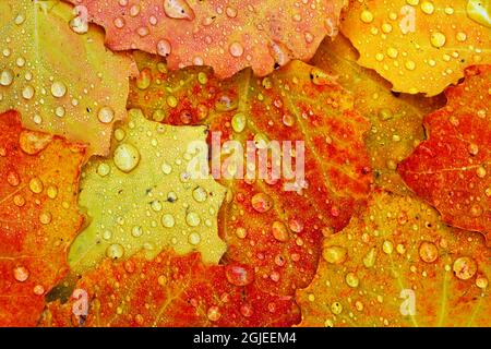 Red maple leaf in autumn on forest floor with raindrops, Upper Peninsula of Michigan, Hiawatha National Forest, Stock Photo