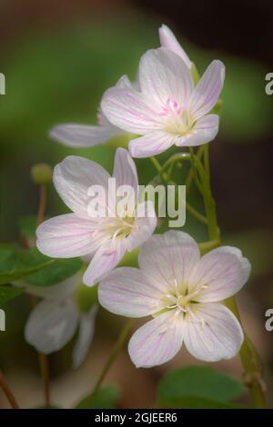 Trio of Spring Beauties, Michigan, Claytonia virginica Stock Photo