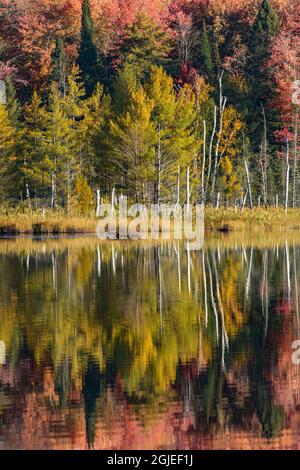 Autumn reflection on shoreline, Council Lake, Upper Peninsula of Michigan Stock Photo