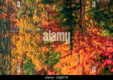 Reeds and abstract reflection of fall colors on Council Lake, Upper Peninsula of Michigan, Hiawatha National Forest Stock Photo