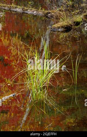 Grass and fall colors reflecting on pond, Upper Peninsula of Michigan Stock Photo