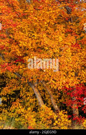 Sugar maple leaves in autumn color in the Upper Peninsula of Michigan, USA Stock Photo