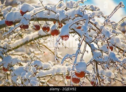 Snow covered apples winter in Western Michigan Stock Photo