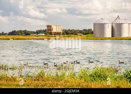 USA, Mississippi. Mississippi River Basin, catfish ponds, flock of black-bellied whistling ducks. Stock Photo