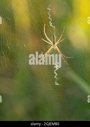 Orbweaver spider in web, prairie, Tzi-Sho Natural Area, Prairie State Park, Missouri Stock Photo