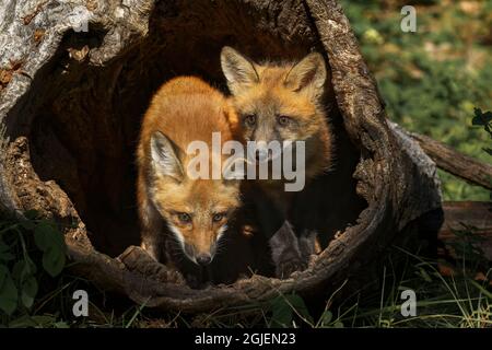 Red Fox kits in log, Vulpes vulpes. Stock Photo