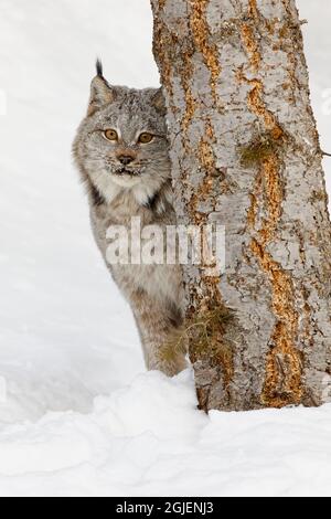 Eurasian lynx in winter, controlled situation. Stock Photo