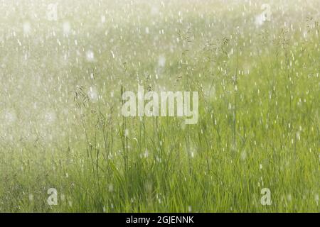 Falling rain, Montana. Stock Photo