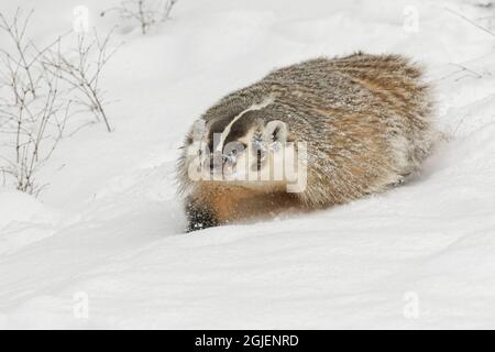 American Badger, Montana. Stock Photo