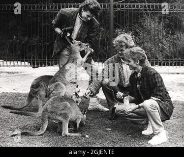 Norwegian pop group A-ha, Morten Harket, Magne Furuholmen and Pal Waaktaar meeting some kangaroos during a promotion tour in Australia. Stock Photo