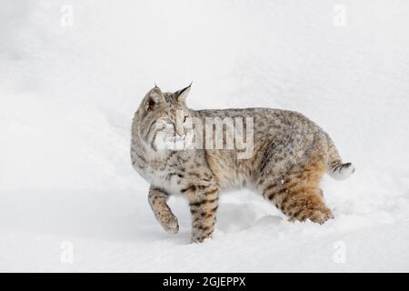 Bobcat in snow, Lynx rufus, controlled situation, Montana Stock Photo