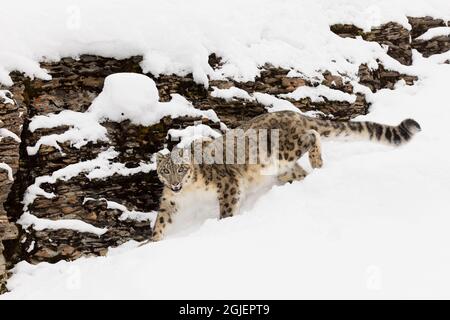 Snow leopard in winter snow, Panthera uncia, controlled situation Stock Photo