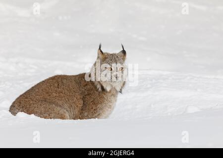 Eurasian lynx in winter, controlled situation, Lynx lynx Stock Photo