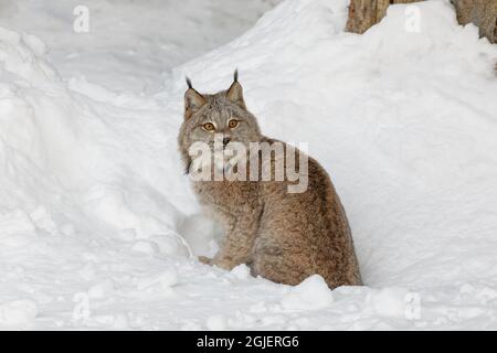 Eurasian lynx in winter, controlled situation, Lynx lynx Stock Photo