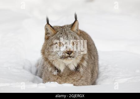 Eurasian lynx in winter, controlled situation, Lynx lynx Stock Photo