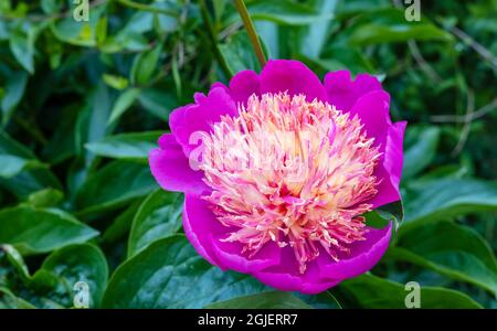 Large cupped cerise-pink flower of Paeonia lactiflora with a central mass of narrow, creamy and pink petaloids. Stock Photo