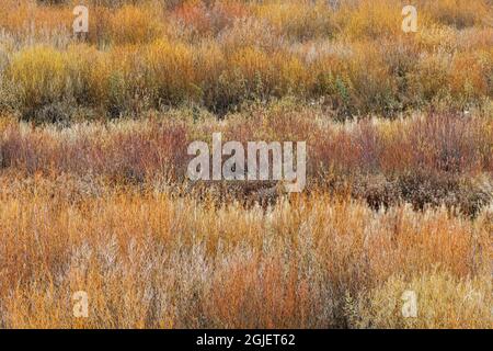 Colorful autumn grasses along Gallatin River, Yellowstone National Park, Montana Stock Photo