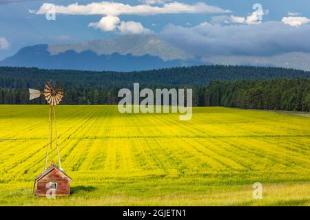 Old windmill sits above flowering field of canola in the Flathead Valley, Montana, USA. Stock Photo