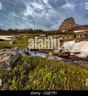 Glacier lilies along Oberlin Creek with Mount Clements in Glacier National Park, Montana, USA. Stock Photo