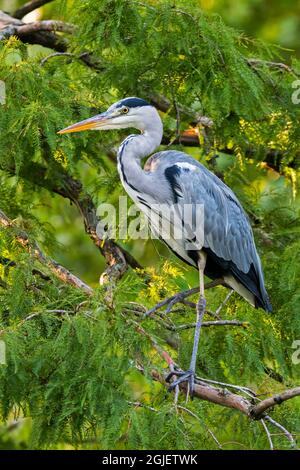 Grey heron (Ardea cinerea) perched in coniferous tree near pond / lake Stock Photo