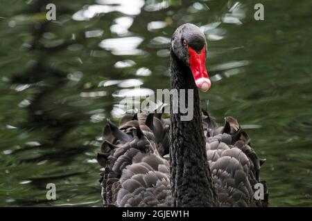 Black swan (Cygnus atratus / Anas atrata) swimming in pond, large waterbird native to Australia Stock Photo