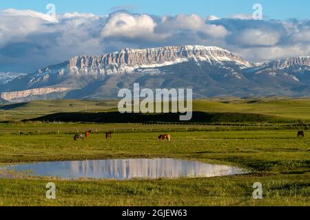Horses graze in ranch pasture with Castle Reef along the Rocky Mountain Front near Augusta, Montana, USA