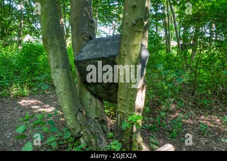 A detail of Stone Coppice by Andy Goldsworthy in Badger Wood at Jupiter Artland outdoor sculpture park near Edinburgh. Stock Photo