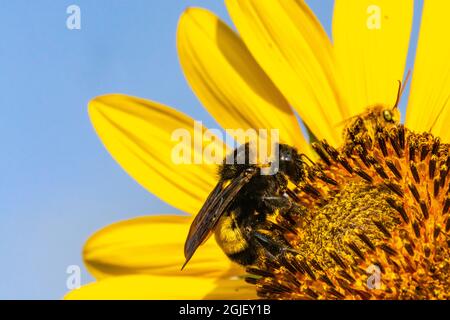 USA, New Mexico. Bumblebee on sunflower blossom. Stock Photo