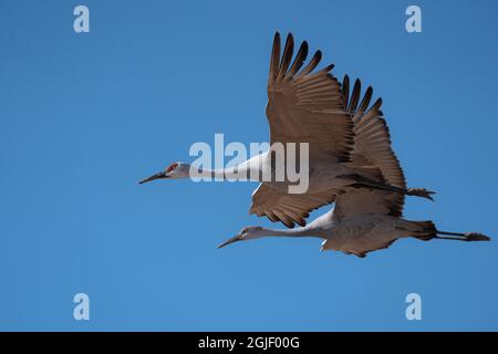 Sandhill cranes flying, Bosque del Apache National Wildlife Refuge, New Mexico Stock Photo