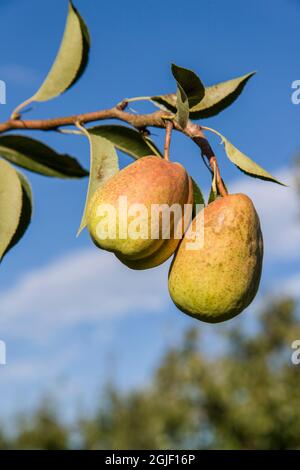 Hood River, Oregon, USA. Close-up of Bartlett Pears on the tree. Stock Photo