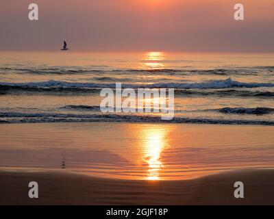 Oregon, Cannon Beach. Ocean view at sunset, seagull flying Stock Photo
