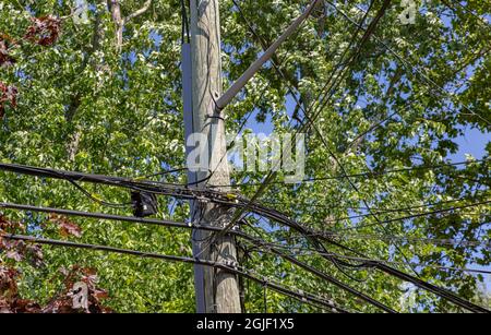 Detail image of an utility pole with numerous wires Stock Photo