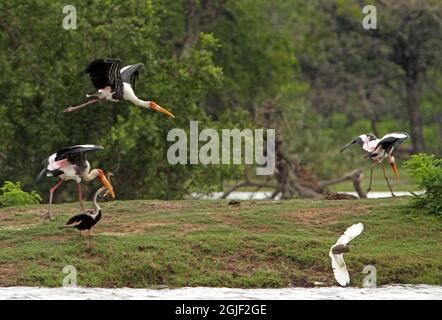 Painted Stork (Mycteria leucocephala) three adults landing and flushing Indian Pond Heron (Ardeola grayii) Yala NP, Sri Lanka                 December Stock Photo