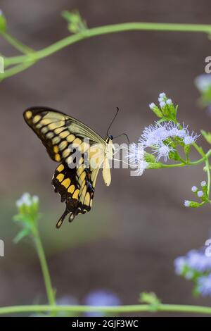 Giant swallowtail feeding. Stock Photo